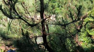 Как быстро и эффективно победить вредителей на горной сосне и других хвойных пород деревьев.