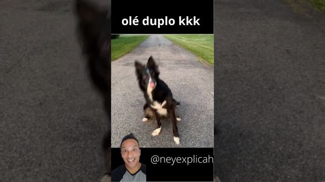 #shortyoutube cachorro esperto #dog #meme animais incriveis