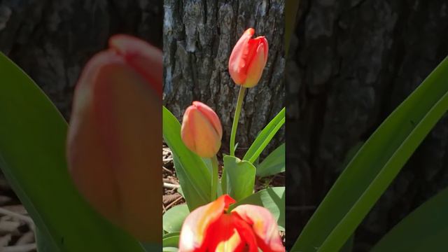 FIRST TULIPS 🌷 of SPRING #tulip #tulips #redtulips #springflowers #aprilflowers #redflowers #red