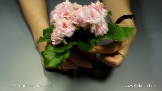 фиалка АВ-Подмосковная Роза смотреть онлайн