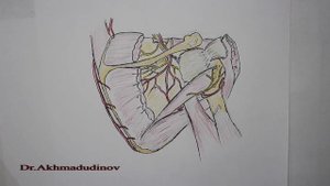 Топография верхней конечности - лопаточная область (Ахмадудинов А.М.)
