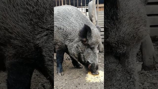 Сколько ест дикий кабан!!! смотреть онлайн