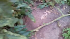 Как опустить высокие помидоры?