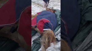 Спасение лошади, которая не может встать на льду