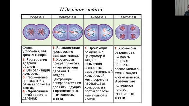 Митоз. Мейоз. Онтогенез