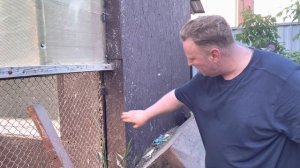 Чем покрасить курятник ?