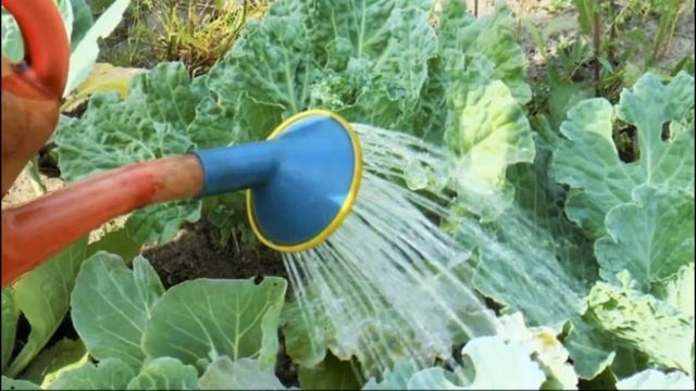 КАПУСТА ВАЛЕНТИНА F1- ПОЗДНЕСПЕЛЫЙ ДЛЯ ЗИМНЕГО ХРАНЕНИЯ УСТОЙЧИВЫЙ К ЗАБОЛЕВАНИЯМ И РАСТРЕСКИВАНИЮ смотреть онлайн