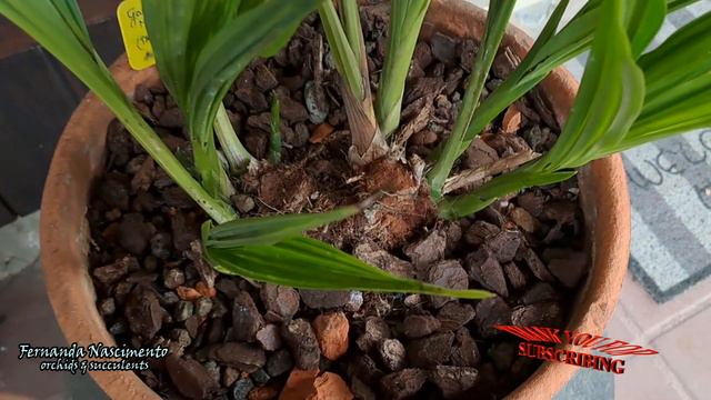 ANGRAECUM & other plants from Madagascar 🌴🌵🌺 Orchids // Succulents LEGENDAS em PORTUGUÊS смотреть онлайн