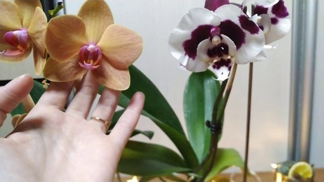 Необычное цветение орхидеи Полька дот смотреть онлайн