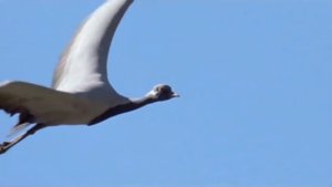 Николь Короли  - Пёрышко (Ost "Князь Владимир") cover Любэ