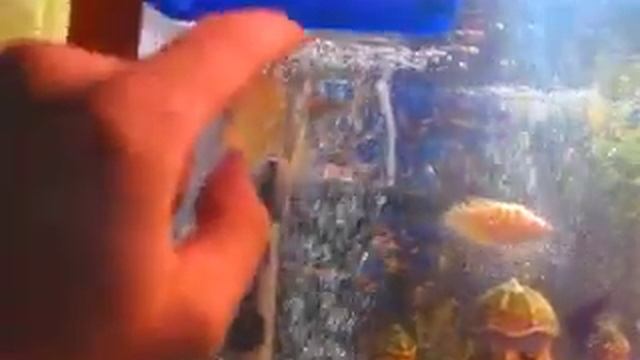 аквариум - вечно голодные рыбки смотреть онлайн