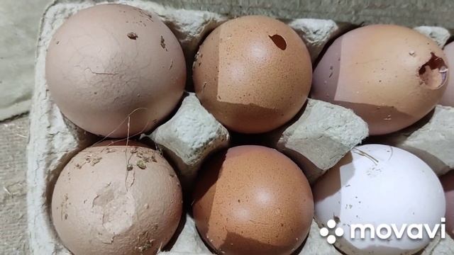 Как избавиться от расклёва яиц