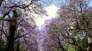 Соединение Венера - Марс. Аспект обаяния и темпераментности