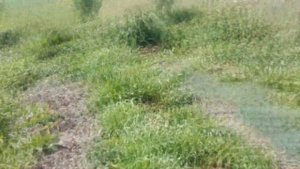 ОГОРОД ДЛЯ ЛЕНИВЫХ