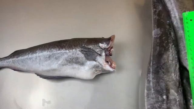 Сайда Мурманск смотреть онлайн