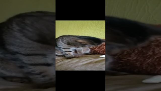 кот обормот