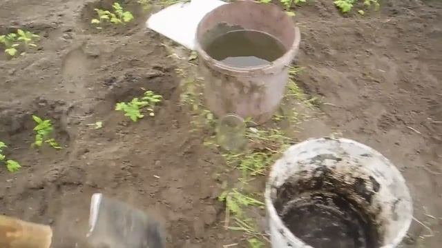 Помидоры,перцы и редиску,высаживаем в одной теплице