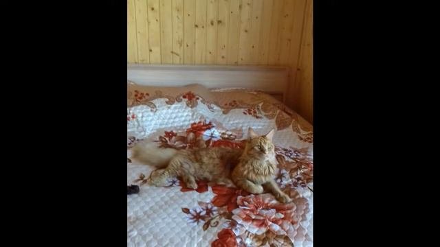 Трудная жизнь мейнкуна.