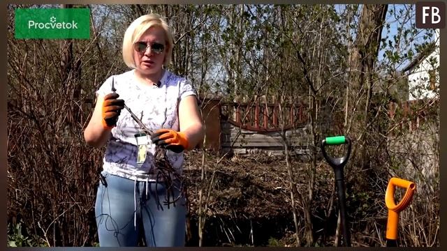 Соседка показала, как укоренить розу из подаренного букета. Теперь у меня дома целый розарий смотреть онлайн