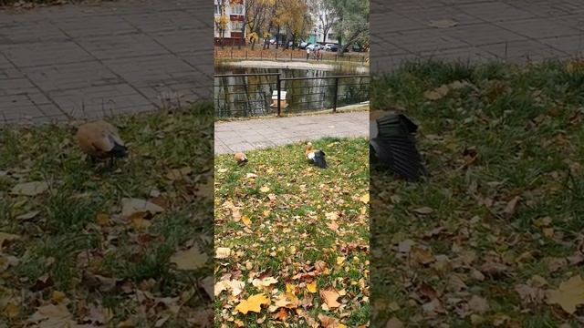 утки мандаринки в Октябрьской Москве 2022/mandarin ducks in October Moscow 2022#shorts#duck