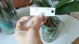 Как нарастить ОРХИДЕИ ОТЛИЧНЫЕ жирные ЛИСТЬЯ / ГОТОВЛЮ ТОНИК ДЛЯ ЛИСТЬЕВ ОРХИДЕЙ