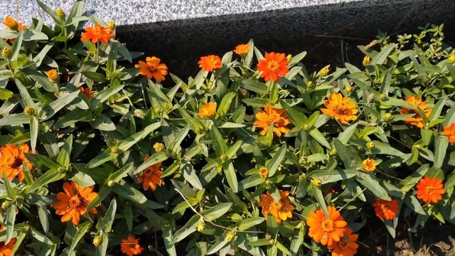 Цинния узколистная (бордюрная). Август 2022 смотреть онлайн