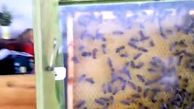 Стеклянный улей смотреть онлайн