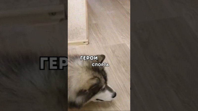 ГЕРОИ СПОРТА#собака