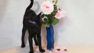 Котенок 4 мес черный ориентал мальчик