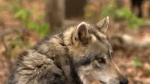 Зоомания. Новые серии!