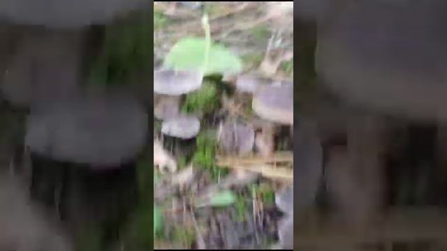 гриб рядовка землисто-серая