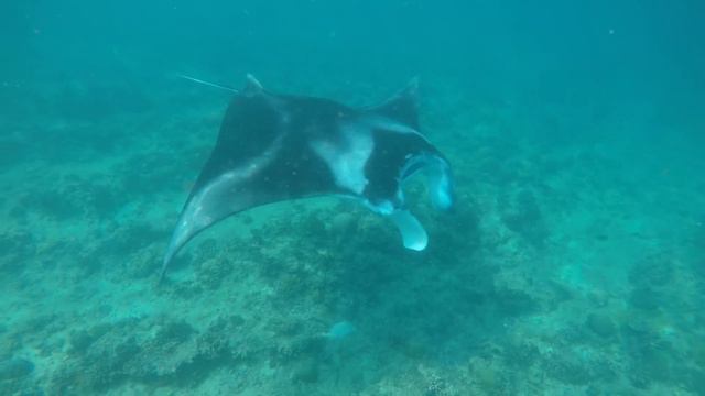 Manta diving and snorkling - большие Манты