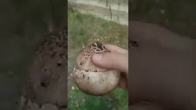 самый редкий гриб на земле смотреть онлайн