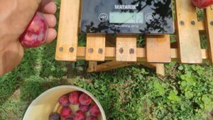 Алыча Десертная ранняя 13.07.2023