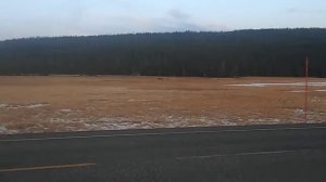 волки на Yellowstone