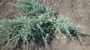 Можжевельник казацкий "Glauca" | Plante.md