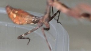 Обзор и содержание африканского короткококрылова богомола  (Parasphendale sp Tanzania).
