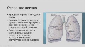 1.8. Дыхательная система
