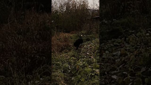 Метис лабрадора Луна ? и озеро смотреть онлайн