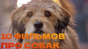 10 ФИЛЬМОВ ПРО ЧЕТВЕРОНОГИХ ДРУЗЕЙ/ПОДБОРКА ФИЛЬМОВ ПРО СОБАК/СМОТРЕТЬ ВСЕМ!