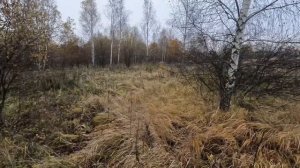 Осенняя высыпка вальдшнепа. Охота с русским охотничьим спаниелем