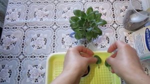 Как размножить мини фиалку листом.Подробное описание особенностей выращивания.