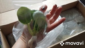 Посылка с фиалками.