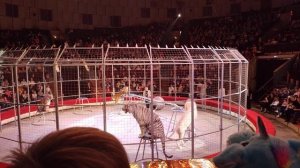 белый лев, белый тигр, Пермь цирк