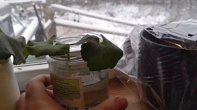 How to grow a geranium cutting in a cup of water. смотреть онлайн