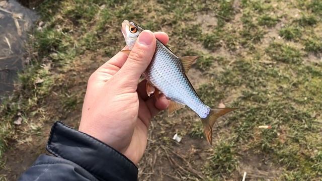 КРУПНАЯ ПЛОТВА и ГУСТЕРА УДИВИЛИ! Открытие сезона поплавчанки 2022! смотреть онлайн