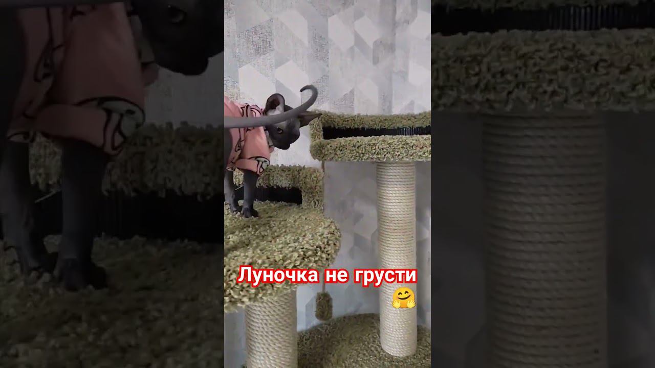 Сфинкс Луна, в новой одежде#канадсиесфинксы #котята #одеждадлякошек