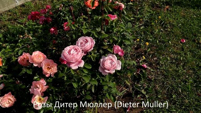 ТОПОВЫЕ Розы Дельбар – это розы французской селекции. Самое большое разнообразие расцветок.