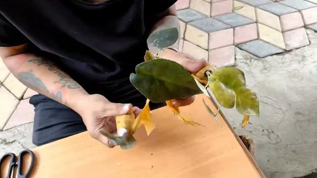 Alocasia infernalis, Kalimantan. Unboxing. смотреть онлайн