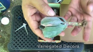 UNBOXING SESSION: Tynisha’s Succulent and Cacti Collections